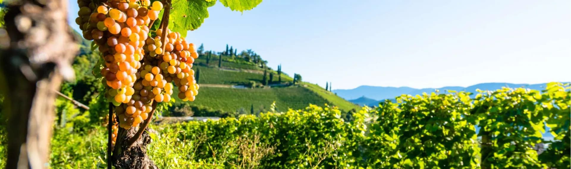 Vinresa till Piemonte